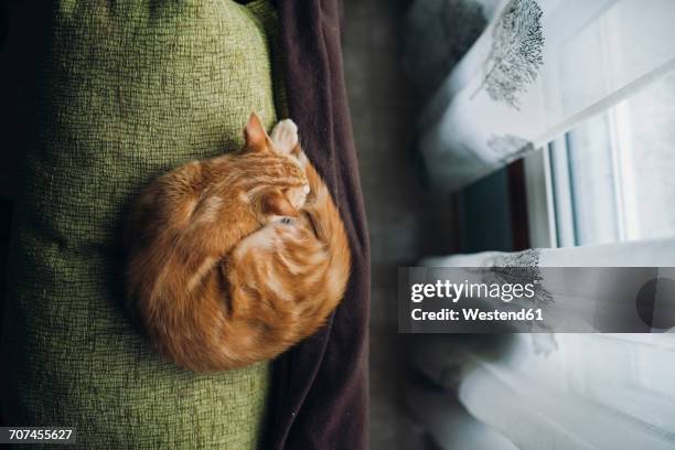 cat sleeping on backrest of a couch - 丸くなる ストックフォトと画�像