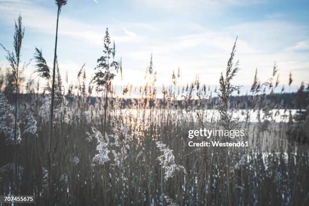 Frozen Reeds Bergwitz Photos and Premium High Res Pictures - Getty Images