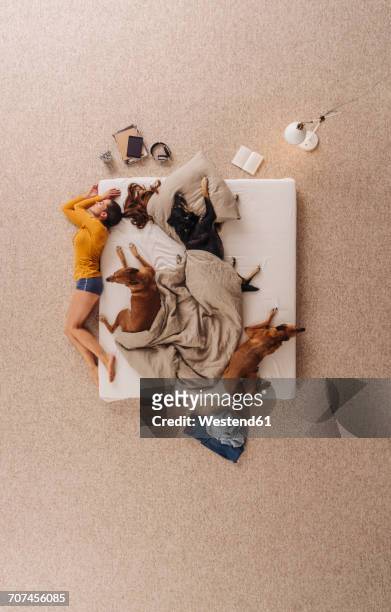 woman sleeping in bed with her dogs, lying on the edge - positionner photos et images de collection