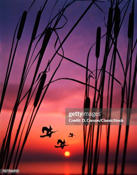 THREE HALLOWEEN WITCHES RIDING ON BROOMSTICKS FLYING AT SUNSET OVER WATER AND CATTAILS