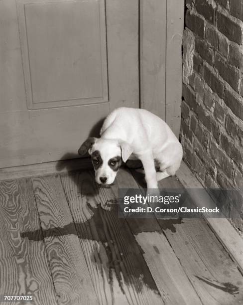 1950s SAD DOG IN CORNER ASHAMED HOUSE TRAINING ACCIDENT WOODEN FLOOR