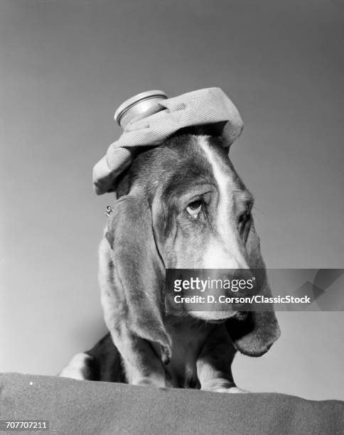 1960s BASSET HOUND WITH ICE BAG PACK ON TOP OF HIS HEAD SICK HANG OVER HEADACHE