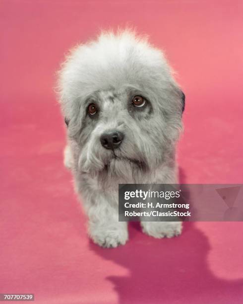 DANDIE DINMONT TERRIER DOG GRAY OR PEPPER COLORED SADLY LOOKING UP