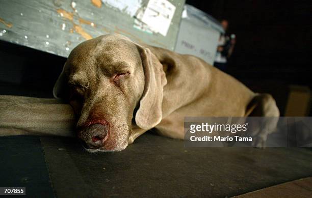 One of photographer William Wegmans Weimaraner dogs takes a break during Wegmans promotional photo shoot for the Tony Awards April 16, 2002 in New...