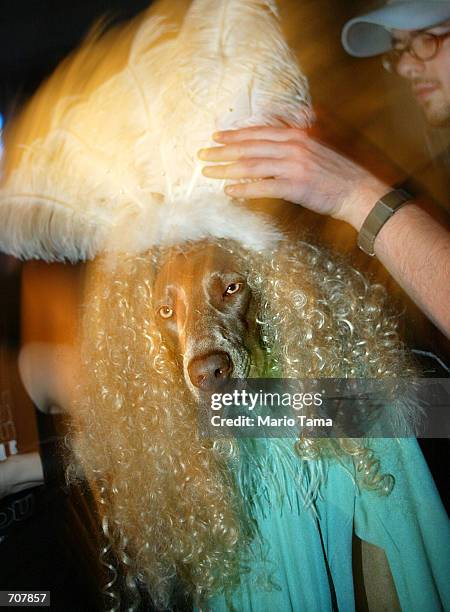 One of photographer William Wegmans Weimaraner dogs is prepared with a feathered headdress and wig during Wegmans promotional photo shoot for the...