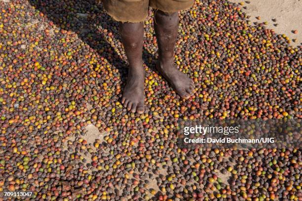 coffee feet - child labor stockfoto's en -beelden