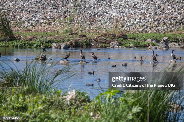 los angeles river near willow street - los angeles river trash stockfoto's en -beelden