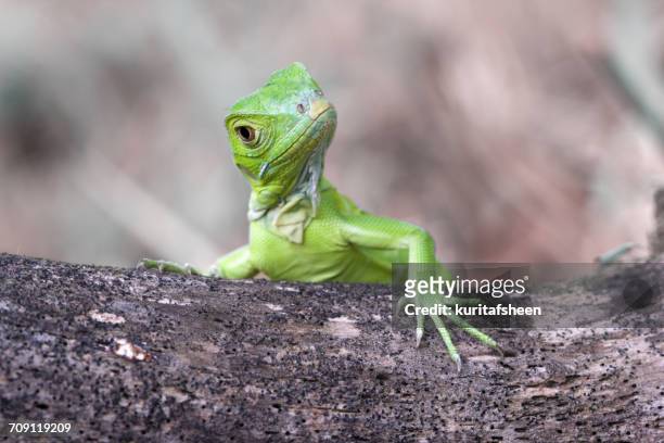 green iguana on a tree trunk, indonesia - lizard stock pictures, royalty-free photos & images