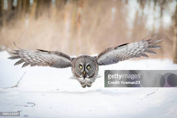 great grey owl in flight, montreal, canada - laplanduil stockfoto's en -beelden
