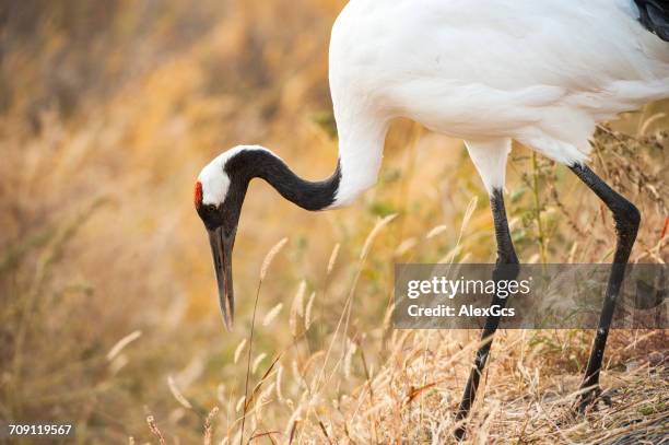red-crowned crane hunting, baicheng, jilin, china - japanese crane stock pictures, royalty-free photos & images
