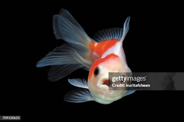 goldfish swimming in fish tank - peixe dourado imagens e fotografias de stock