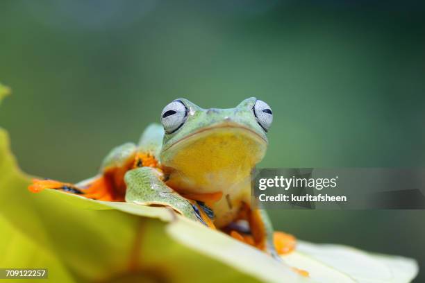 javan gliding tree frog sitting on leaf, indonesia - gliding leaf frog stock pictures, royalty-free photos & images