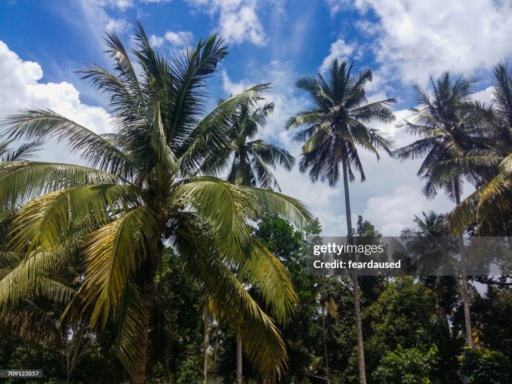 Palm trees, Kuantan Pahang, Malaysia