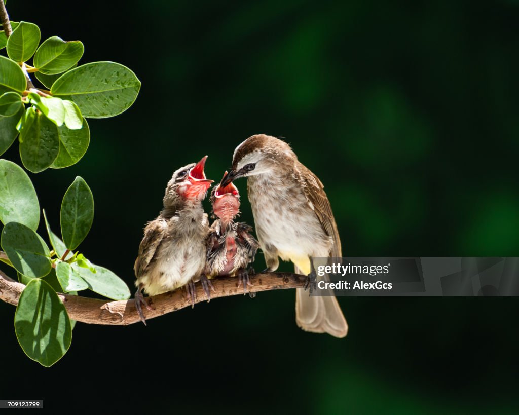 Yellow-vented bulbul bird feeding chicks, Parit Buntar, Perak, Malaysia
