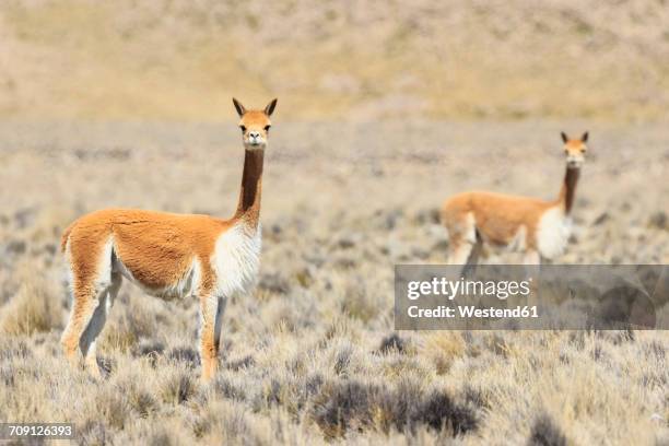 peru, la reserva nacional salinas y aguada blanca, vicunas - vicuna stock pictures, royalty-free photos & images