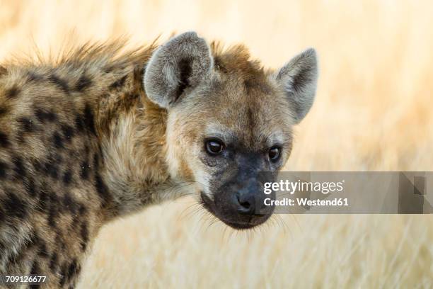 botswana, tuli block, portrait of spotted hyena - spotted hyena stockfoto's en -beelden