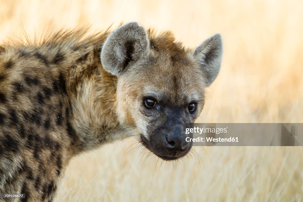 Botswana, Tuli Block, portrait of spotted hyena