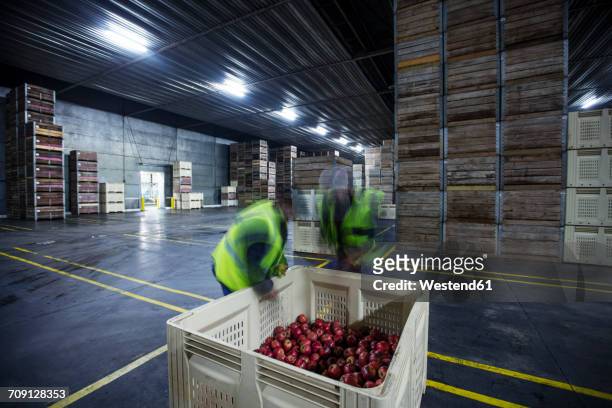 two workers inspecting apples in distribution warehouse - food and drink industry ストックフォトと画像