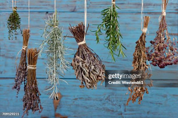 herbs hanging out to dry - rosmarin bildbanksfoton och bilder