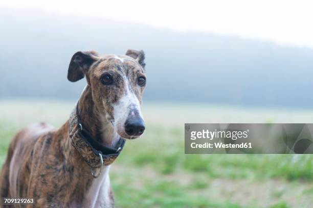 greyhound on a meadow - greyhound fotografías e imágenes de stock