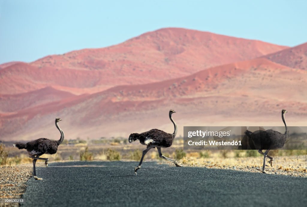 Namibia, Etosha National Park, three wild male ostrichs crossing a road