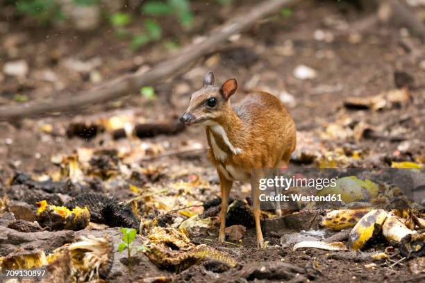 Java Ouse Deer Tragulus Javanicus Photos and Premium High Res Pictures - Getty Images