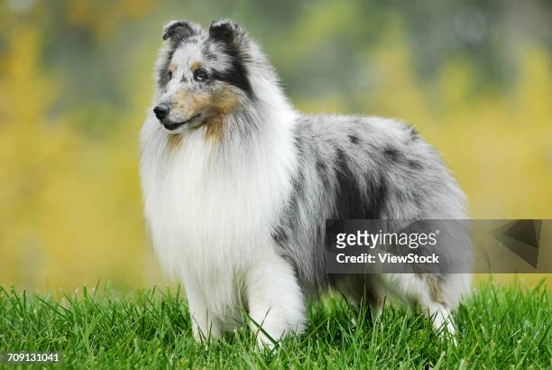 the shetland sheepdog - shetland sheepdog stock pictures, royalty-free photos & images