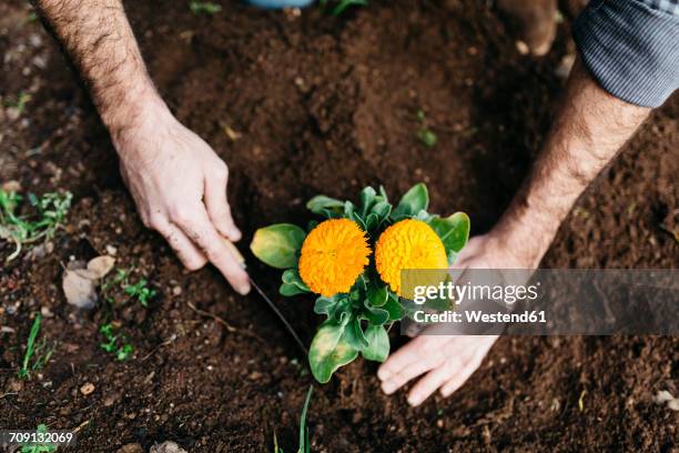 Man Planting Roses 1,991 Planting Flowers Top View Stock Photos, High-Res Pictures, and ...