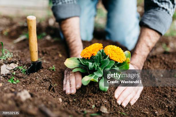 man planting flowers in his garden - jardinería fotografías e imágenes de stock