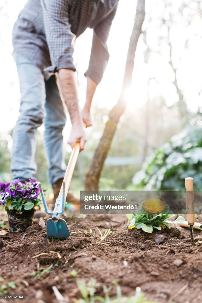 Man Planting Roses Man Planting Flowers In His Garden High-Res Stock Photo - Getty Images