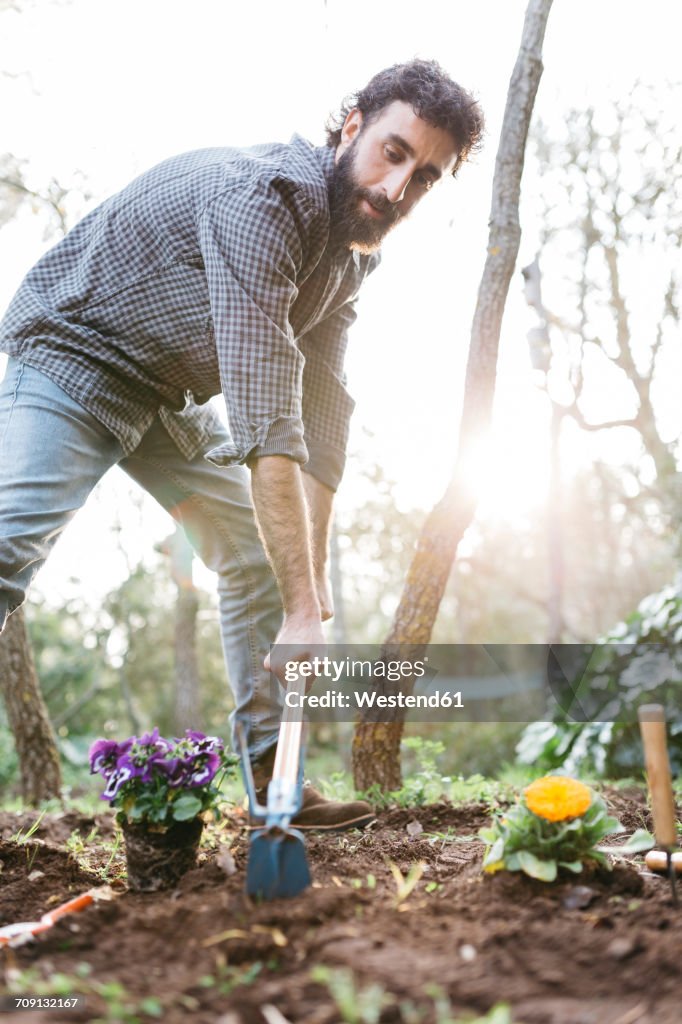 Man Planting Roses Man Planting Flowers In His Garden High-Res Stock Photo - Getty Images