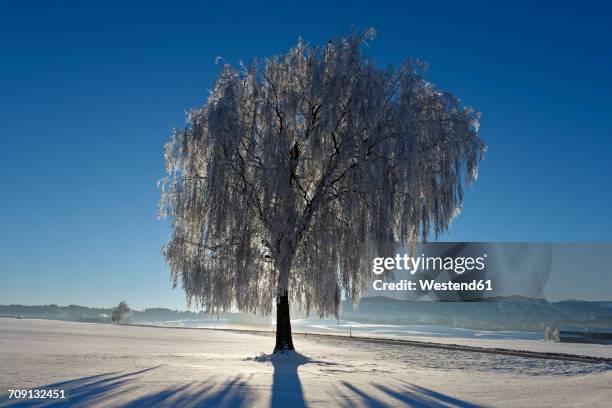 germany, bavaria, pfaffenwinkel, frost at a tree near steingaden - steingaden stock-fotos und bilder