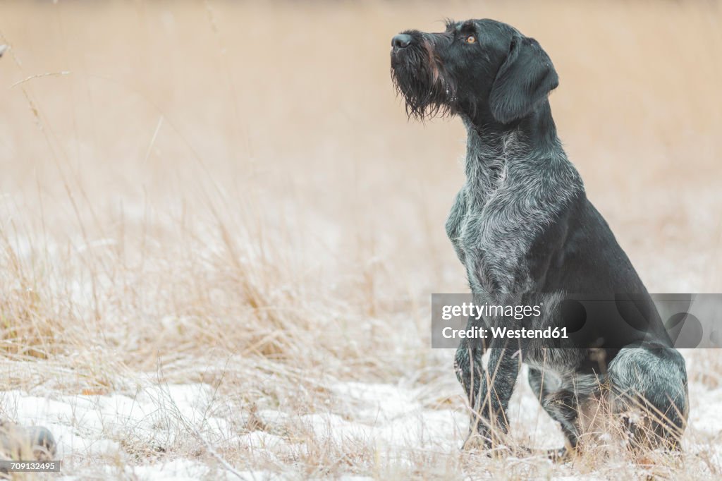 German Wirehaired Pointer sitting on snow-covered field looking up