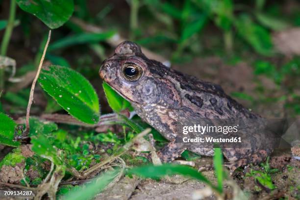 peru, manu national park, aga toad - cane toad fotografías e imágenes de stock