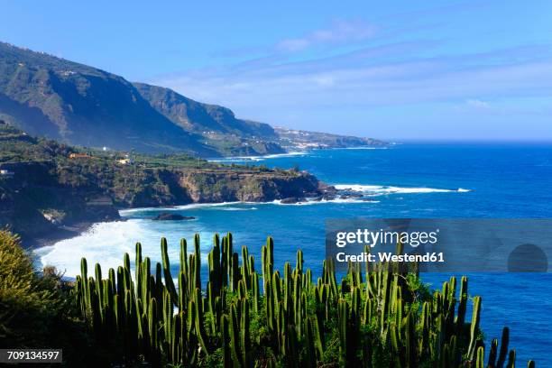 spain, canary islands, tenerife, los realejos, punta del guindaste, canary island spurge - tenerife stock pictures, royalty-free photos & images