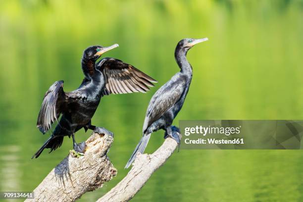 peru, manu national park, two cormorants crouching on dead wood at manu river - manu national park stock pictures, royalty-free photos & images