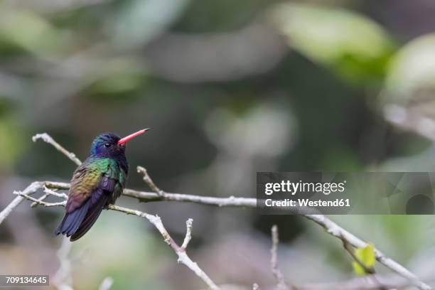 peru, manu national park, blue-tailed emerald crouching on twig - manu national park stock pictures, royalty-free photos & images