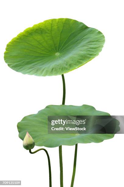 lotus leaf - lotus flower studio stock pictures, royalty-free photos & images