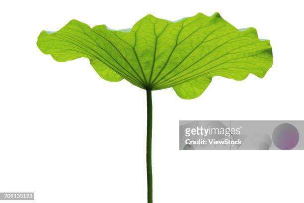 lotus leaf - lotus flower studio stock pictures, royalty-free photos & images