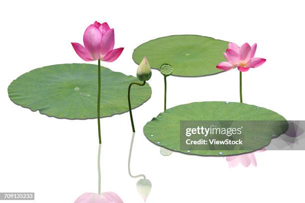 lotus - lotus flower studio stock pictures, royalty-free photos & images