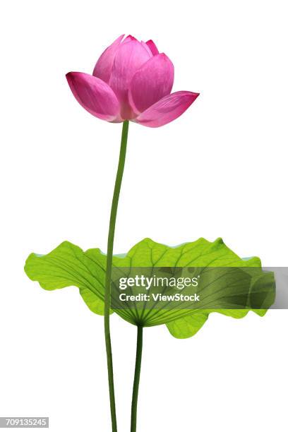 lotus - lotus flower studio stock pictures, royalty-free photos & images