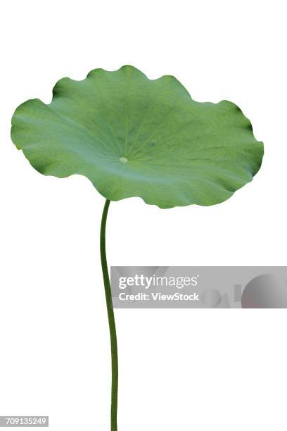 lotus leaf - lotus flower studio stock pictures, royalty-free photos & images