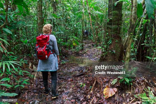 peru, amazon basin, manu national park, tourist hiking through rain forest - manu national park stock pictures, royalty-free photos & images