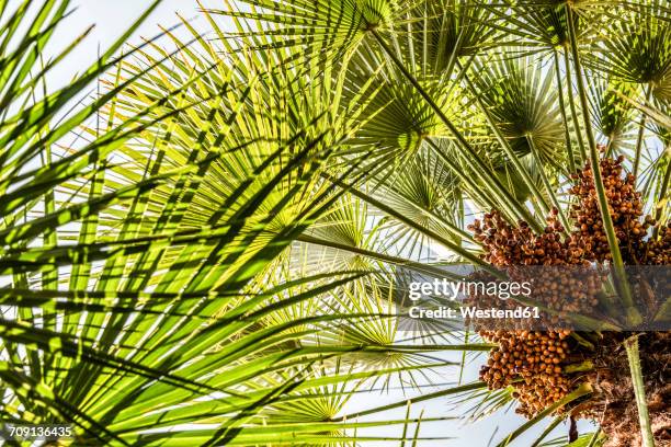 fan palm washingtonia filifera - ワシントンヤシ属 ストックフォトと画像
