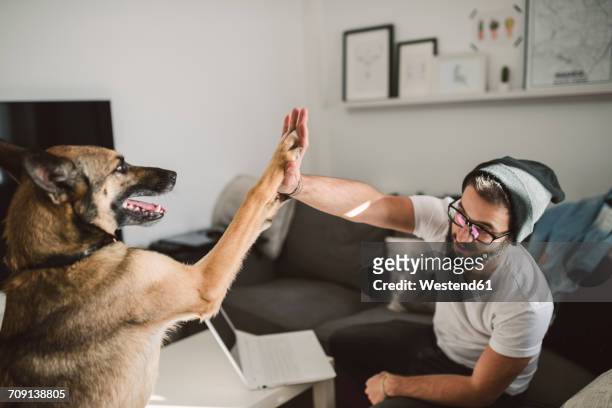 young man at home giving high five with his dog - german shepherd sitting stock pictures, royalty-free photos & images