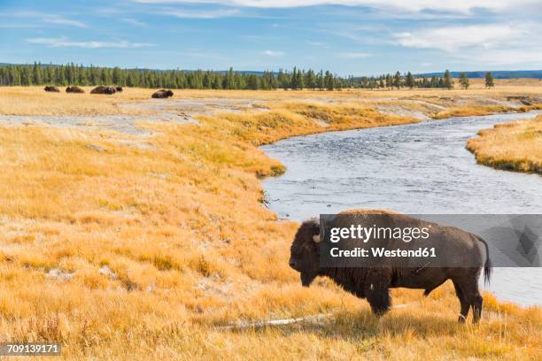 usa, wyoming, yellowstone national park, american bison at firehole river - american bison foto e immagini stock