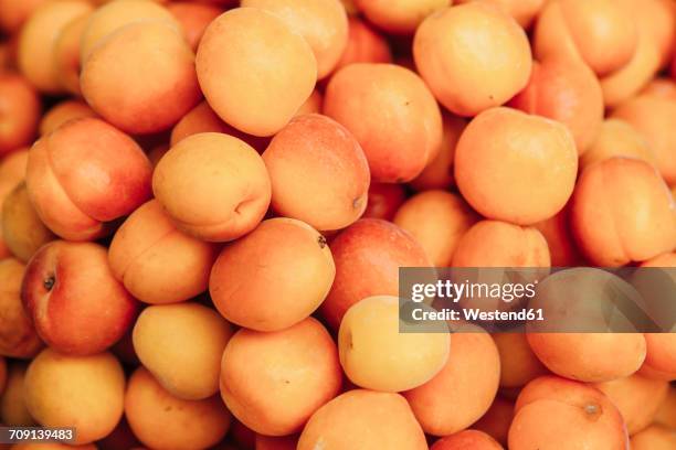 apricots - aprikose stock-fotos und bilder