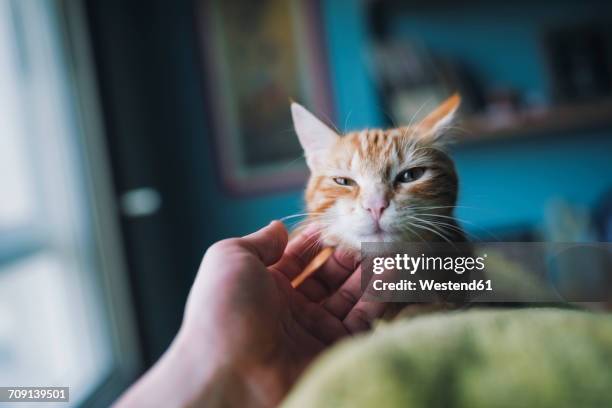 hand of man stroking tabby cat - lying on front stock pictures, royalty-free photos & images