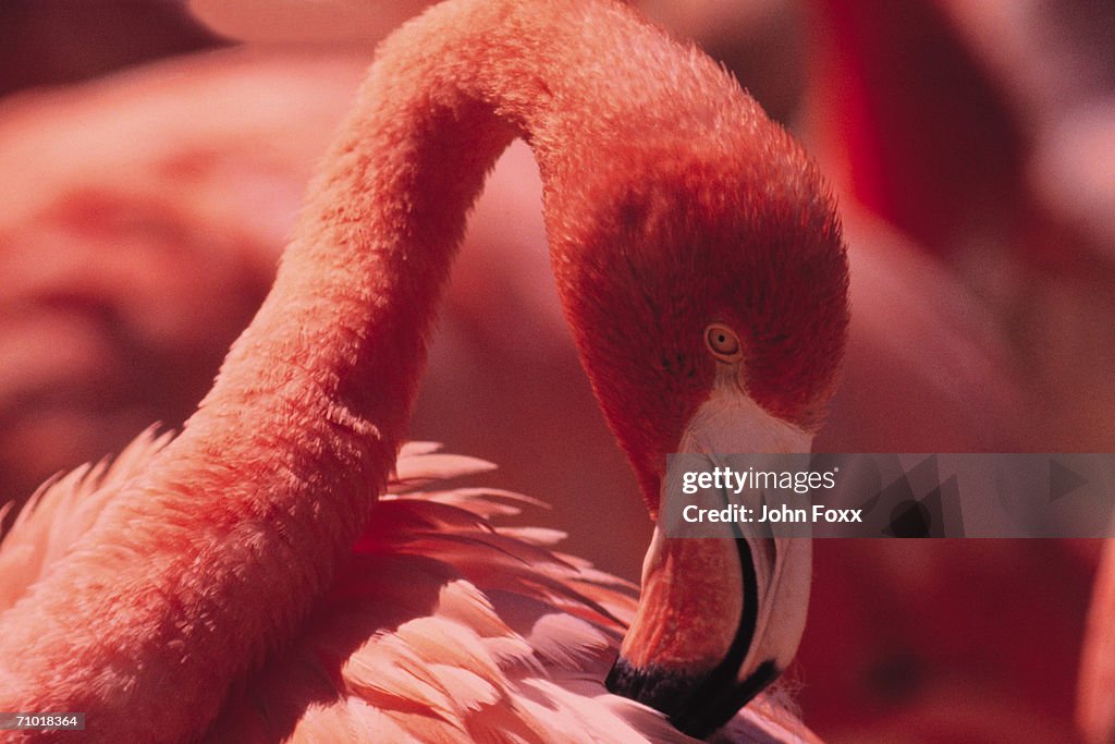 Flamingo