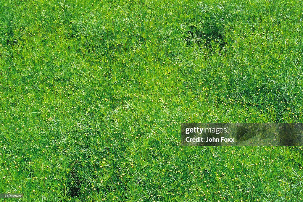 Small green plants